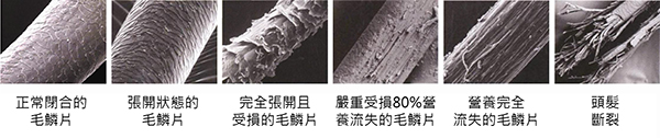 毛髮結構變化-深層護髮重要性